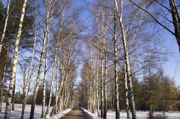 Winter birch alley in a city park. — Stock Photo, Image
