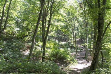 Yoğun dağ orman yolundaki.