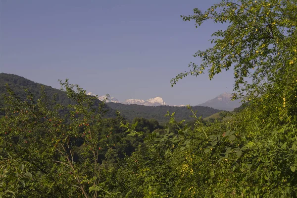 Snowy peaks of the Caucasus visible between green trees. — Stock Photo, Image