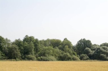 Yaz aylarında yeşil bir ağaçlık önünde sarı alan.