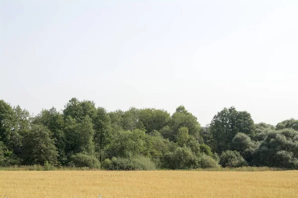 Yaz aylarında yeşil bir ağaçlık önünde sarı alan.