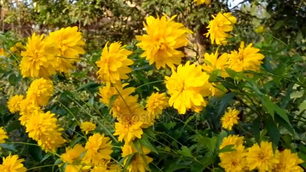 Golden balls of flowers - Rudbeckia lachinata slightly swaying from the wind — Stock Video