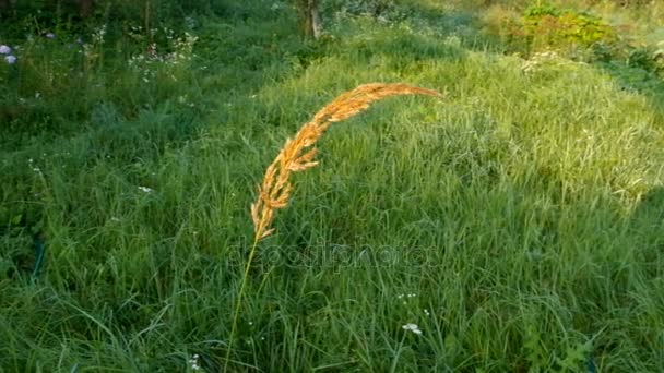 Silnie żółty, kołysząc się w wiatr na tle zielonej trawie — Wideo stockowe