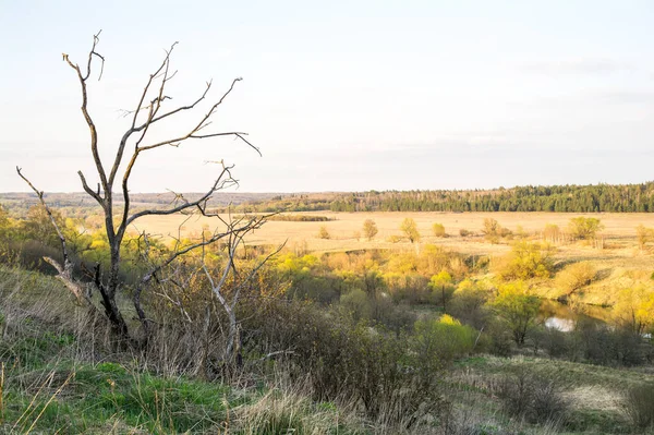 Verwelkter Baum Auf Dem Hintergrund Von Weitläufigen Feldern Und Einem — Stockfoto