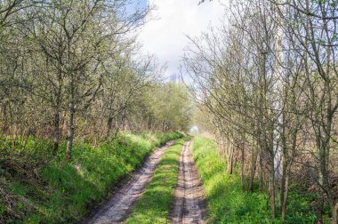 Ağaçların arasında uzanan derin patika.
