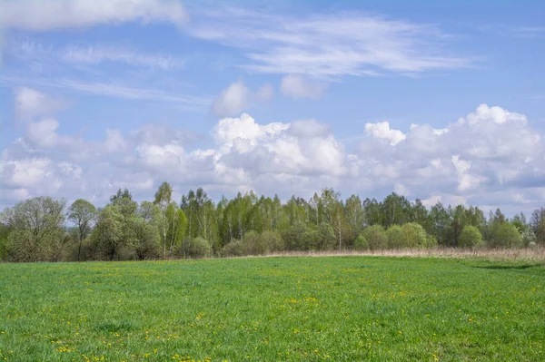 Grüne Wiese Mit Gelben Löwenzahn Wald Und Wolken — Stockfoto