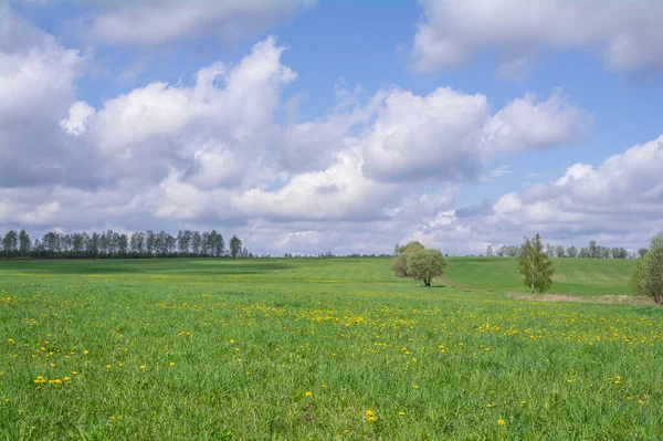 Grüne Wiese Mit Gelben Löwenzahn Einsamen Bäumen Und Waldplantagen Der — Stockfoto