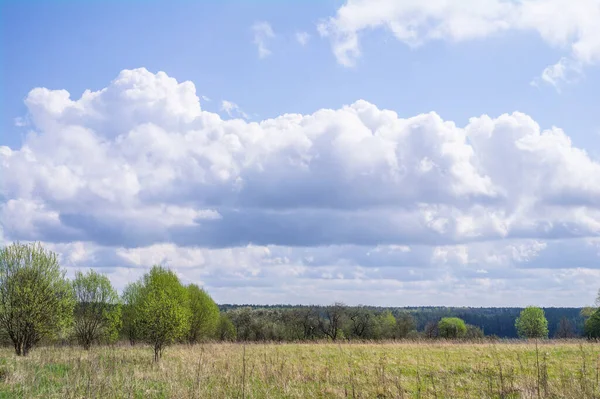 Feld Und Einsame Bäume Weiter Wald Und Wolkenverhangener Himmel — Stockfoto