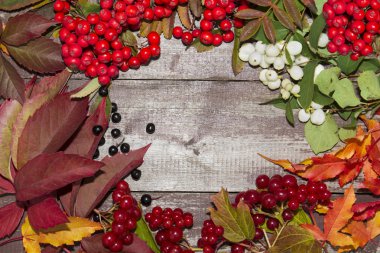 çerçeve sonbahar meyve, üvez, kartopu çilek ve akçaağaç yaprakları