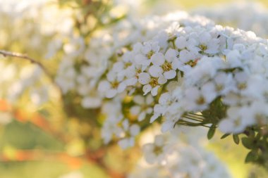 çiçek açan erkeçsakalı Bush güneşin
