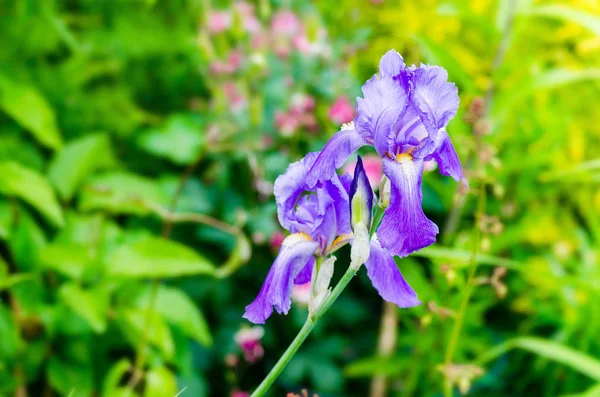 Beautiful purple iris flowers in the garden / Selective focus — стоковое фото