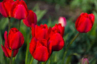 Parktaki bir grup kırmızı lale. Bahar manzarası.