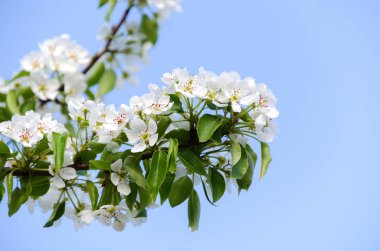 Çiçekli armut dalı. bahar bahçe çiçek açmış. Çiçekler armut yakın çekim. Arka plan bulanık. Armut çiçeği erken Bahar