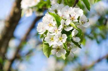 Çiçekli armut dalı. bahar bahçe çiçek açmış. Çiçekler armut yakın çekim. Arka plan bulanık. Armut çiçeği erken Bahar