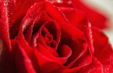 görüntüyü Su damlacıkları ile koyu kırmızı gül.