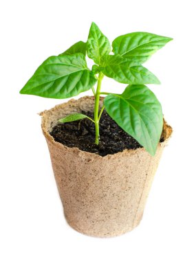 Paprica seedling in flowerpot. Gardening concept. Spring plant for gardening.