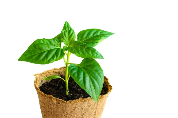 Paprica seedling in flowerpot. Gardening concept. Spring plant for gardening. — Stock Photo, Image