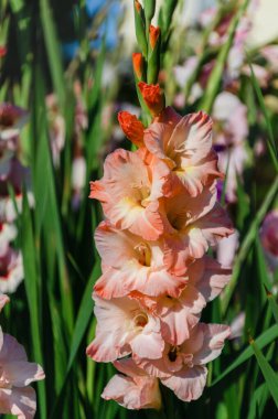 Gladiolus Yakından, bahçede çiçek açan güzel çiçekler. Ortasında sarı nokta olan turuncu renk. Seçici odak.