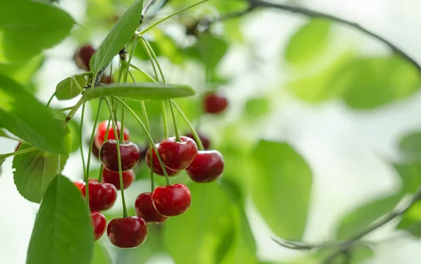 Czerwona Wiśnia Drzewie Zielonym Ciepłym Tłem Miękkim Białym Tle Rama — Zdjęcie stockowe