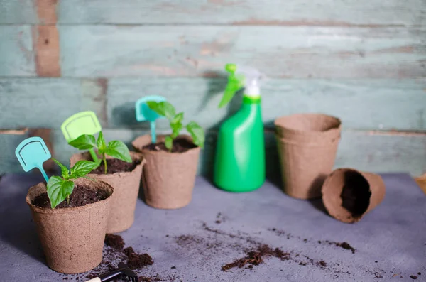 Jovens Brotos Planta Verde Vaso Como Cultivar Comida Casa Peitoril — Fotografia de Stock
