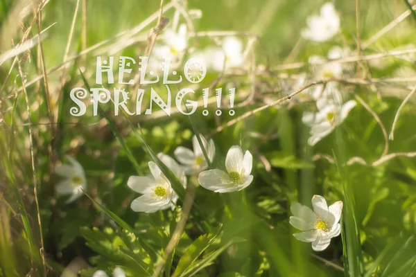Beautiful Field White Wild Anemone Spring Flowers Forest Close Soft — Stock Photo, Image