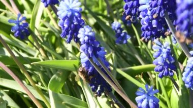 Uçan arı ve Muscari çiçekleri. Baharın başlarında açan mavi Muscari Ermeniacum