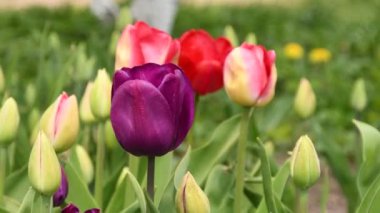 Bahçede baharın başında açan kırmızı ve mor laleler..
