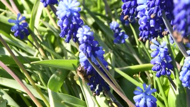 Flying bee and Muscari flowers. Florecimiento azul Muscari Armeniacum a principios de la primavera — Vídeo de stock