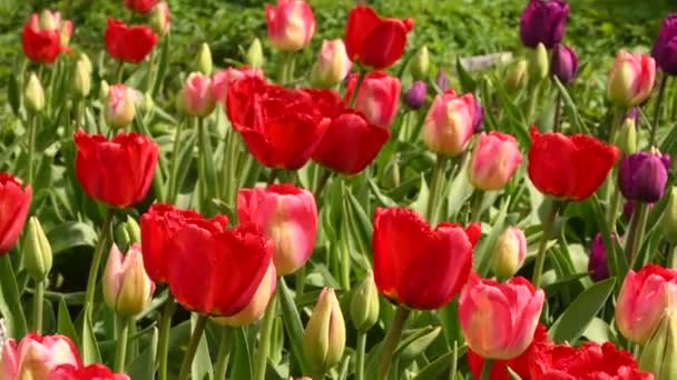 Tulipani fioriti rossi all'inizio della primavera in giardino . — Video Stock