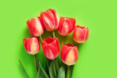 Bahar lalelerinin güzel kompozisyonu. Yeşil arka planda kırmızı lale çiçekleri. Sevgililer Günü, Paskalya, 8 Mart, Anneler Günü. Düz konum, üst görünüm, kopyalama alanı