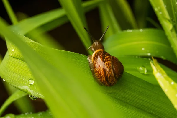 Big grape snail in shell crawling, summer day in garden, A common garden snail climbing on a stump, edible snail or escargot — Stock Photo, Image