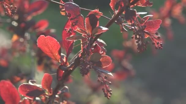 Prachtige tak van de plant Barberry bedekt met bloemen in een tuin in het voorjaar. Decoratieve plant met nuttige bessen close-up. — Stockvideo