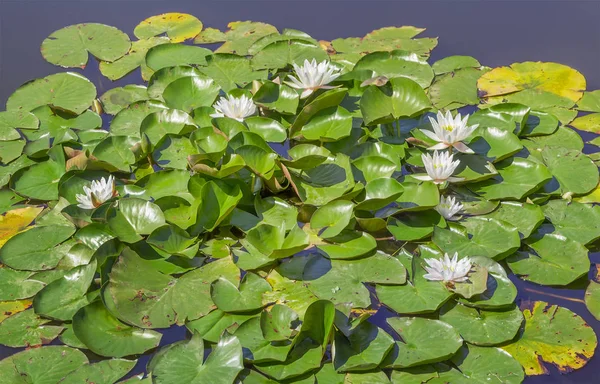White lilies in a summer pond. Zelenogradsk, the Kaliningrad region. Russia.