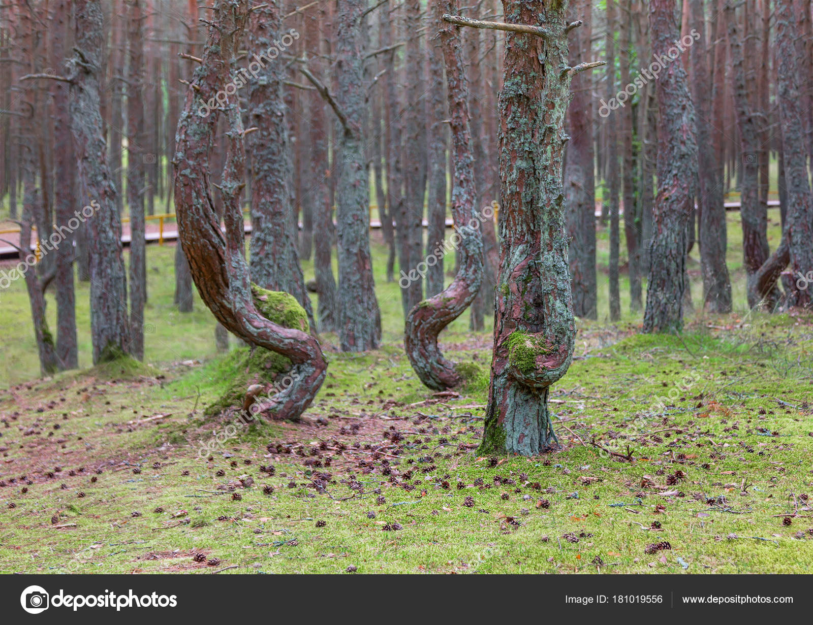Dancing forest Dancing forest