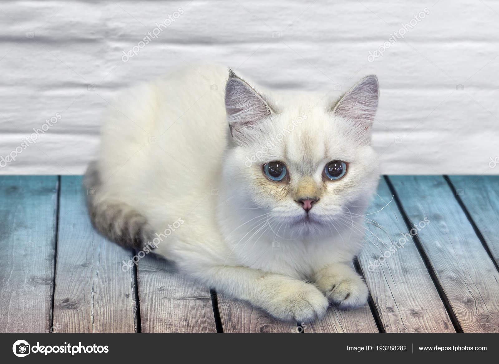 Junge Süße Katze Ruht Auf Holzboden Stockfoto Belikart