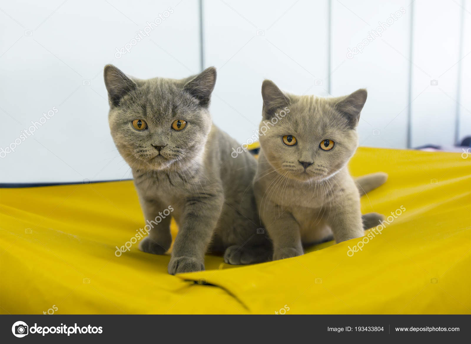 Two Cute British Shorthair Kittens Stock Photo C Belikart