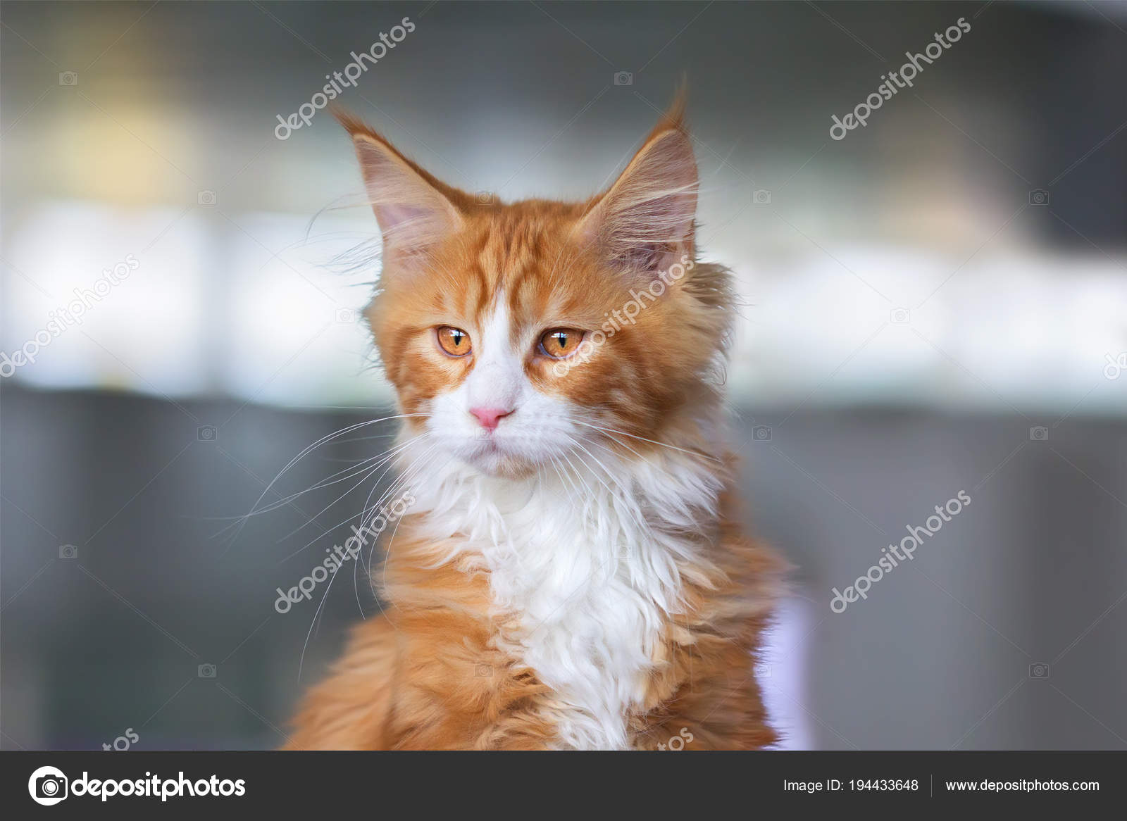 Kitten Maine Coon RAS rode kleur. Stockfoto © Belikart #194433648