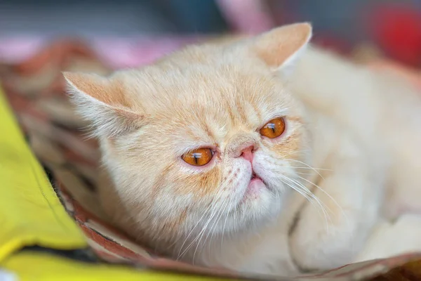 Cute Red Kitten Scottish Fold Stock Photo By C Belikart