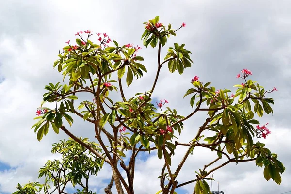 Tree branch with flowers against the sky. Indonesia