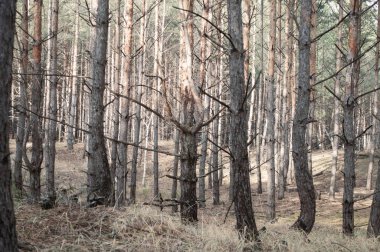 Sonbaharda çam ormanı