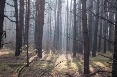 Sonbaharda çam ormanı