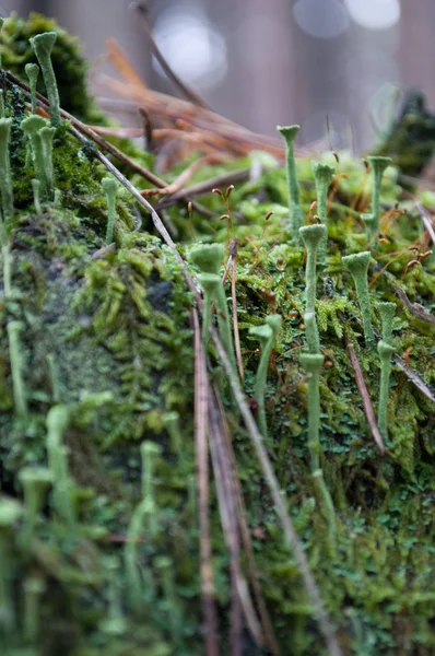 Agujas verdes de musgo y pino —  Fotos de Stock