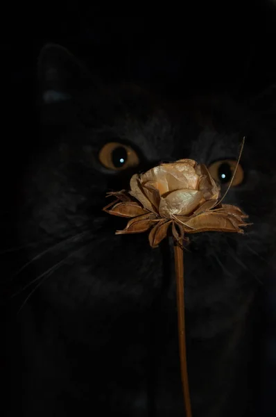 Los ojos del gato y una flor —  Fotos de Stock