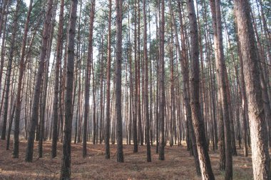 Sonbahar eski çam ormanı