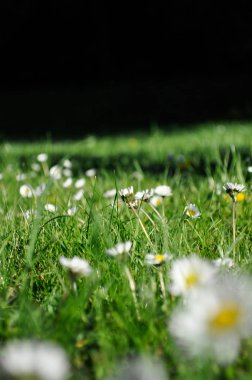 Alan papatya ve karahindiba