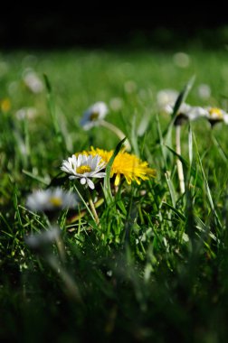 Alan papatya ve karahindiba