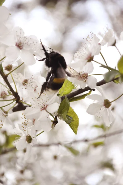 Bumblebee in flowers of cherry — Stock Photo, Image