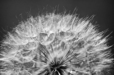 Büyük karahindiba güzel