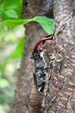  Büyük böceği Lucanus cervus