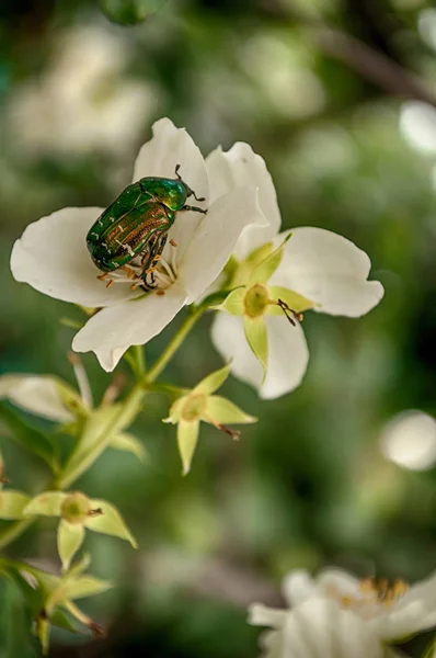 Beautiful green beetle Cetonia aurata